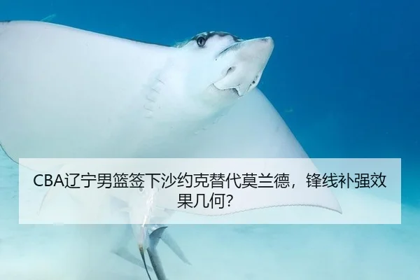 CBA辽宁男篮签下沙约克替代莫兰德，锋线补强效果几何？